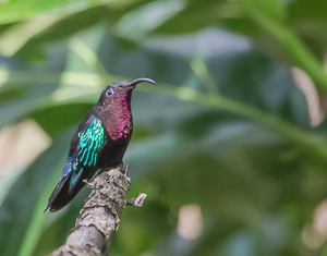 Picture 6 - A purple-throated Carib, rainforest east of Roseau, Dominica.